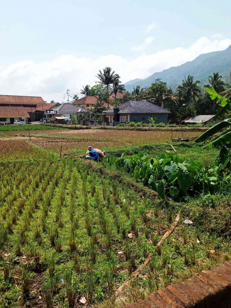 PETANI MUSIMAN: Petik Senyum di Tengah Sawah Cilacap