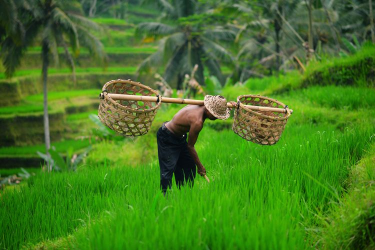 Petani Musiman: Menjemput Senyum di Tengah Sawah Cilacap